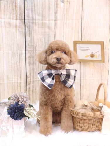 20241015ぷぷくん